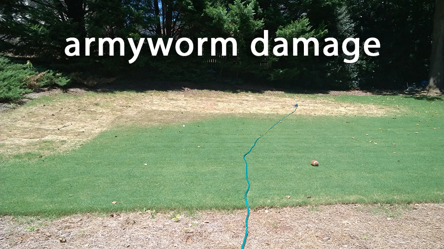 Fall Armyworms in Lawns Insect & Pest Control
